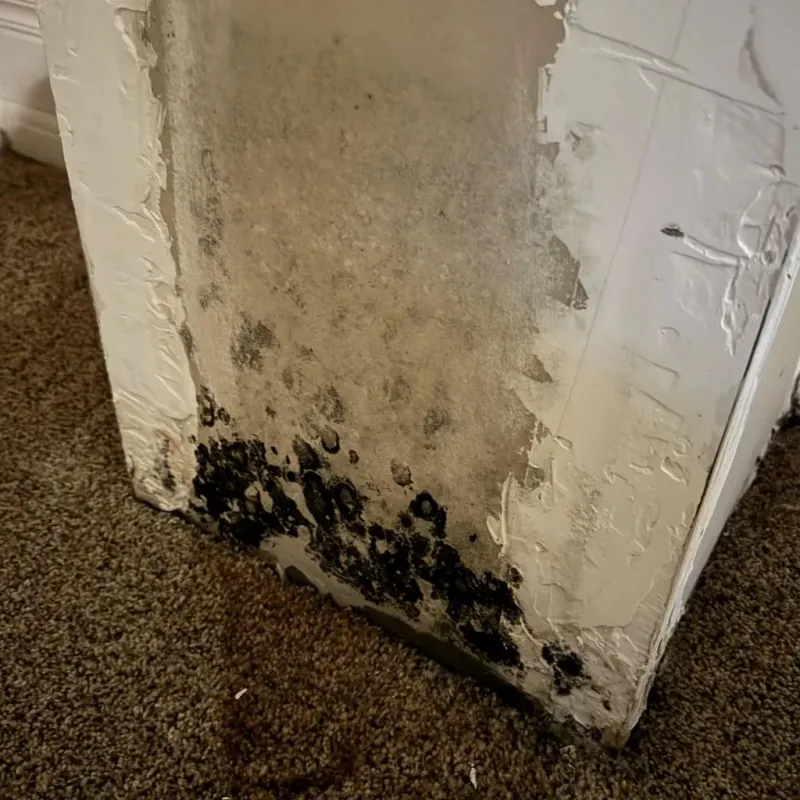 Professional Mold Removal in Clyde, OH